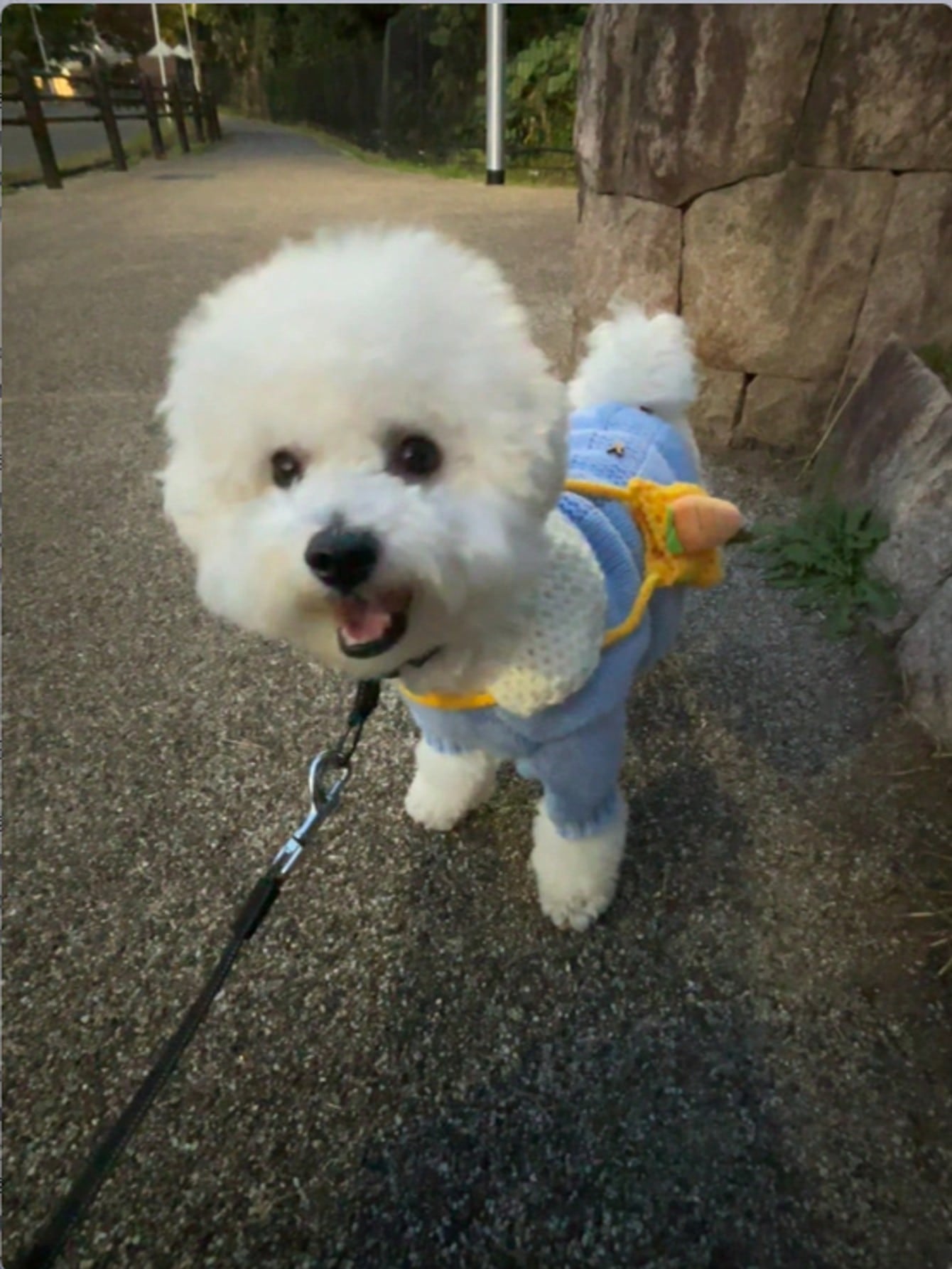 秋冬用 編み込みセーター テディベア、プードル、ビションフリーゼ、猫、犬用