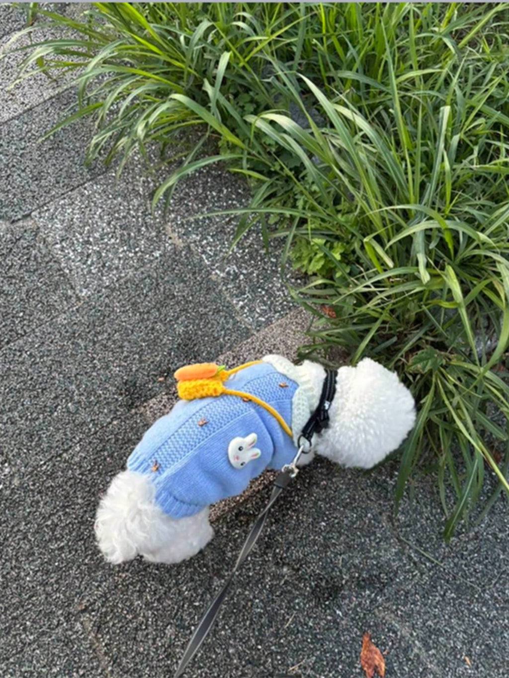 秋冬用 編み込みセーター テディベア、プードル、ビションフリーゼ、猫、犬用