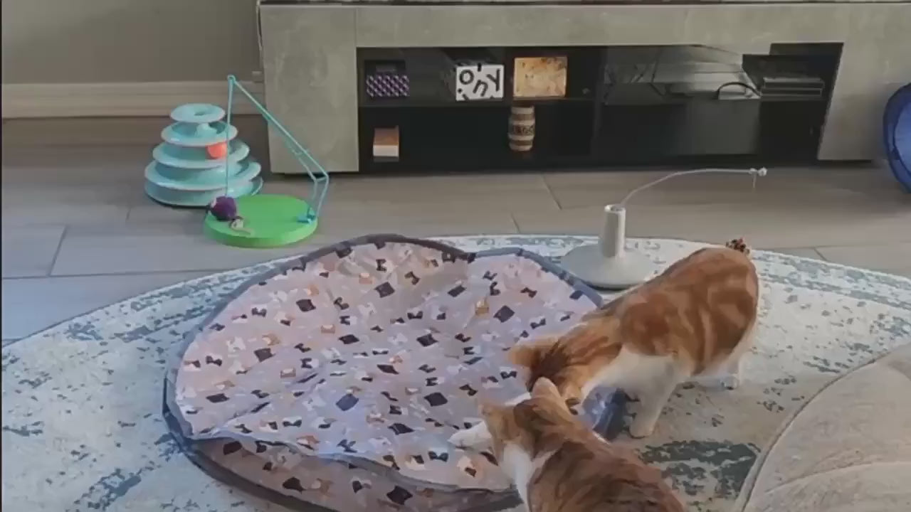 キャット ハンティング玩具セット、電動キャットボール玩具 ライト付き、追いかけ狩りペット玩具、USB充電式、子猫&ペット用品